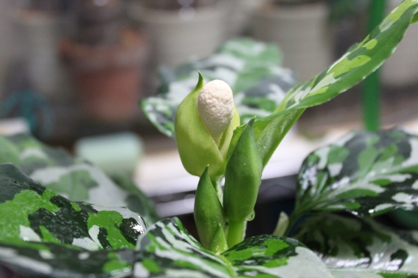 和えびのわっ 誰得 なブログ アグラオネマ