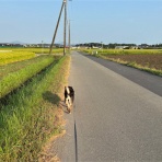 毎日がいなか