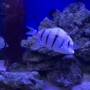 気が付いたら房総採集魚だけになっていたメイン水槽