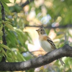 治水緑地の野鳥日記