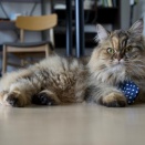 【おバカ判例】笑える！世界の最高裁判決珍百景🤣