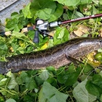 でんでん丸（でんでんまる店長）のブログ