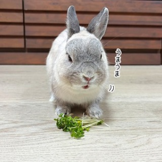 ブンチョ日誌