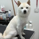 トリミングのお客様
