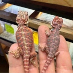 爬虫類倶楽部大宮店公式ブログ