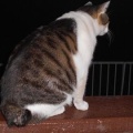 猫に小判を与えたら。 埋蔵金：千八百伍拾七両　そんなんやったらなんで戻るぅ？