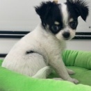 今週のわんこ🐶
