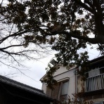 花と短歌と竹原と