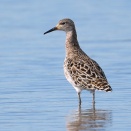 4月12日エリマキシギとコウノトリ