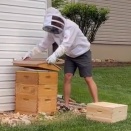 どう考えても半ズボンじゃいけないだろ。養蜂箱の手入れの装備を完全に間違えた男。海外の反応