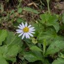 ヨメナ（Aster yomena (Kitam.) Honda）