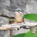 2026年6月20日の野鳥公園