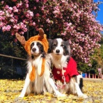 ひろいびと 清掃登山犬達と三重県の山ゴミ拾い清掃活動記録