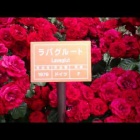 『2016/5/29 【動画あり】神代植物公園』の画像