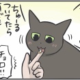 猫たちの血液検査の結果が送られてきました