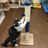 『新しい爪とぎに大はしゃぎ！』の画像