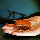 赤いカブトムシ