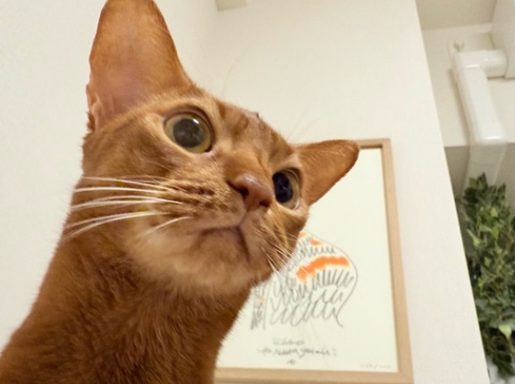 曲芸ひめちゃんを見上げる