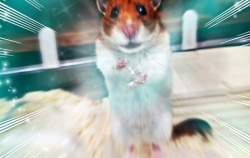 『🐹かめはめ波ぁぁぁむすたぁぁ！！』の画像