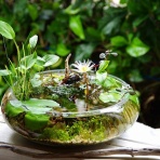 SONOアクアプランツファーム水草･海藻情報局