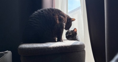 朝の猫たちのやりとり