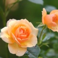 自宅で楽しむ切り花：長持ちする花の種類とお手入れ方法