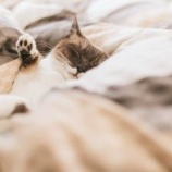 『後味の悪い話』の画像