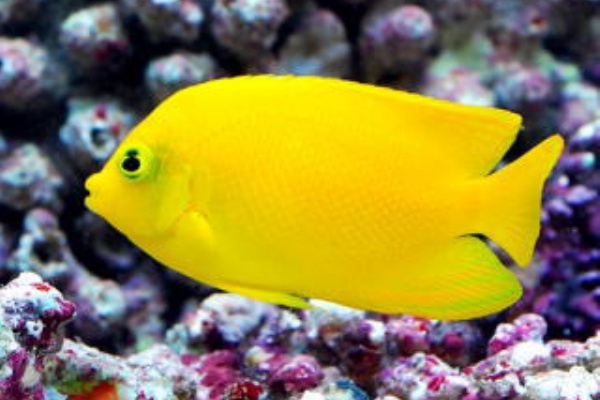 ヤッコ様　 ① 熱帯魚と海水魚図鑑 - キンチャクダイ（ヤッコ）の仲間（海水魚）