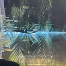 ニューギニアレインボー🌈🐟