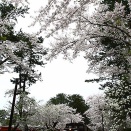 津軽鉄道の桜