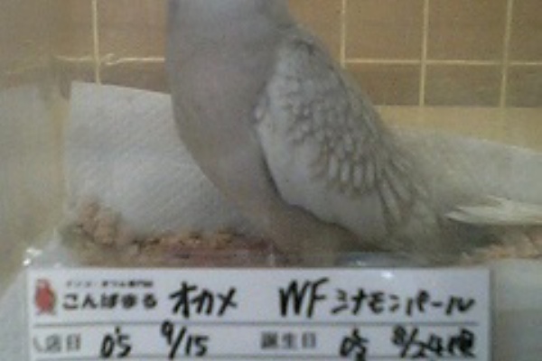 こじろう インコでやんす 1 小次郎に出会うまで