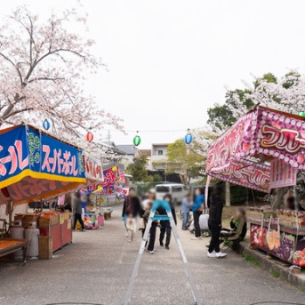露店も出てたり。星田の妙見河原や傍示川の桜が見ごろ