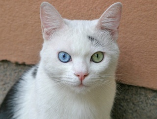 【悩み】無痛症だけど、ついに部活を辞めさせられた。痛くないから無敵だったし、上手かった。責任取れないからって理由で退部にするって酷い…。