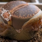 天然食材探しへ近くに気軽に出かけよう！