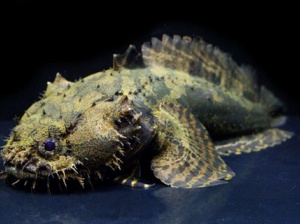 ちっちゃいアロワナ バタフライフィッシュの飼い方まとめ 生き物症候群 ちっちゃいアロワナ バタフライフィッシュの飼い方まとめ 生き物症候群