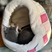 「小さな猫ベッドには入れないよ」と大きな猫に言ったら・・・