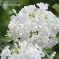 庭の花