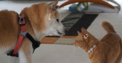 犬猫妄想会話