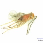 果樹園のトビコバチ（Encyrtidae)