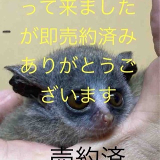 大型熱帯魚屋  ZEEBRA