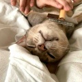 それぞれのスリッカーブラシ　ジャミちゃん編