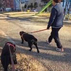 わんことアロマと手ごねパン