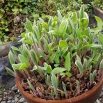 FIRE　夢だらけ夢まみれ