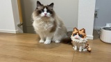 うちの猫をみてくれ（※画像あり）