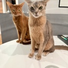 聞き慣れない音にイカ耳の猫たち