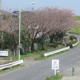 『サクラと菜の花、春の競演が始まりました』の画像