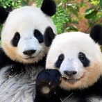 都議会議員たち「パンダより国益。パンダはデメリットが大きい。新たな来日はないと思う」