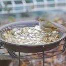 ウグイスの水浴び
