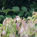 令和6(2024)年7月9日の鳥さん Vol.2　矢切で野鳥の観察･撮影 元気に餌を強請るモズの幼鳥の登場!!