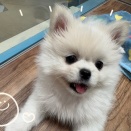 真っ白でフワフワなポメペキちゃん